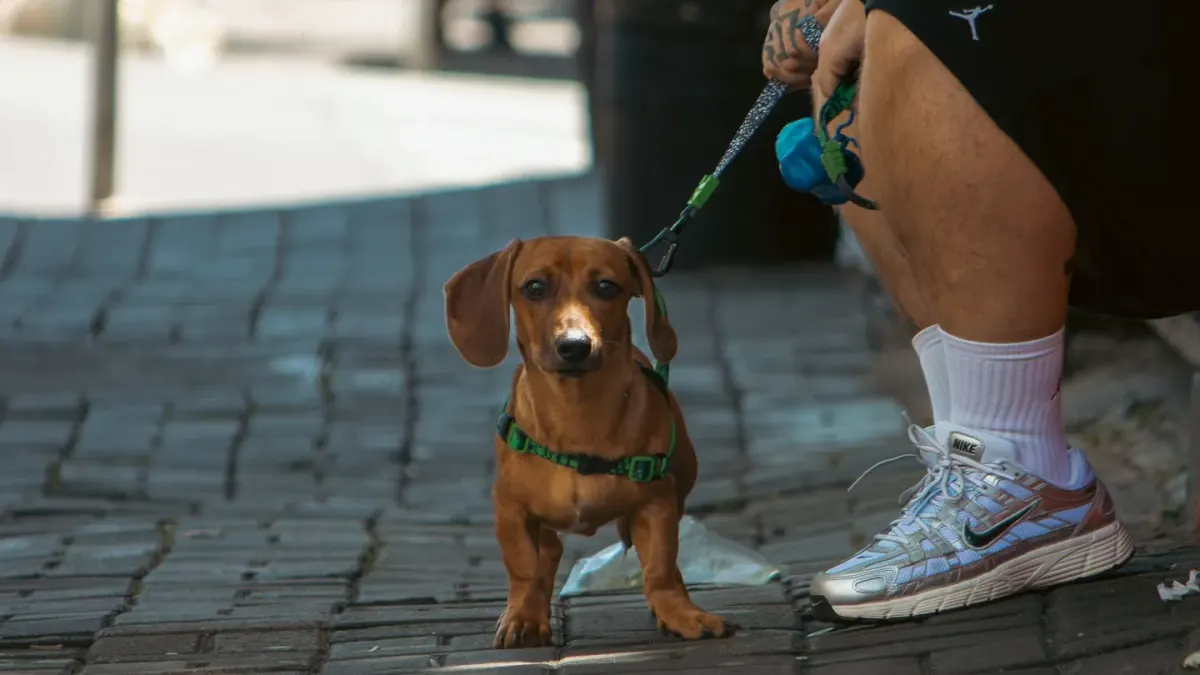 A dog eating from a bowl on a kitchen floor while an owner watches nearby