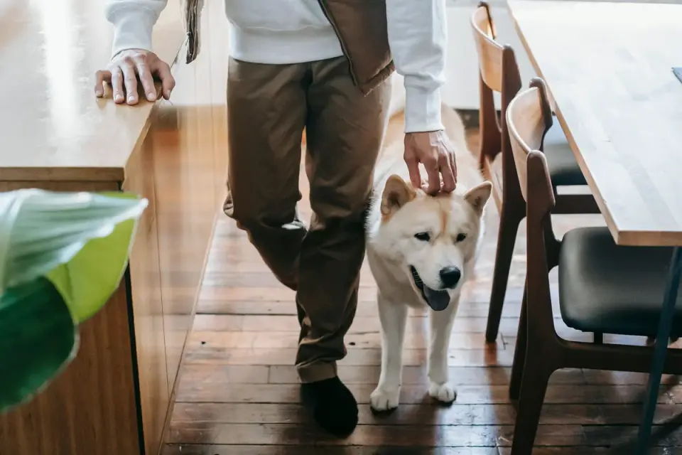 A dog eating a small meal from a bowl while an owner watches nearby