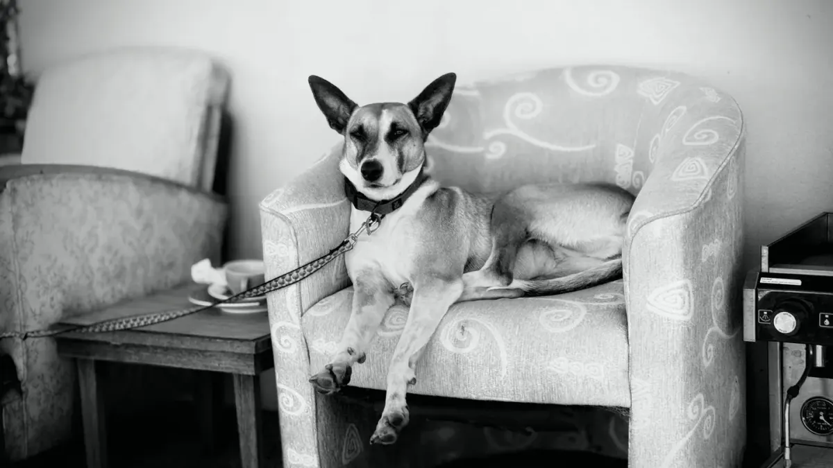 A dog lying calmly on a rug near a wall outlet diffuser