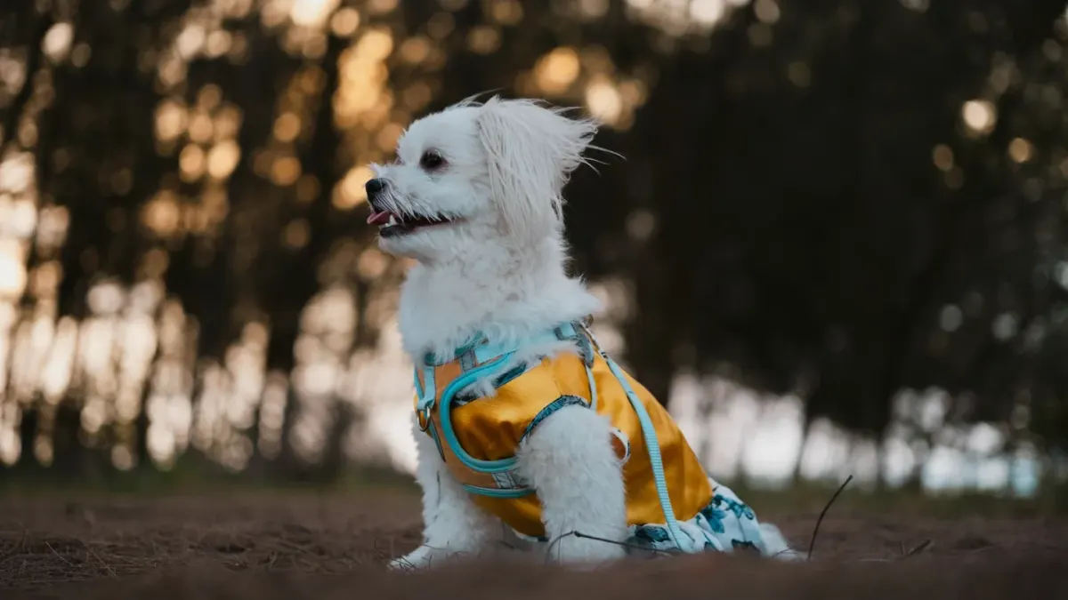 A dog lying calmly on a rug while wearing a snug pressure wrap vest