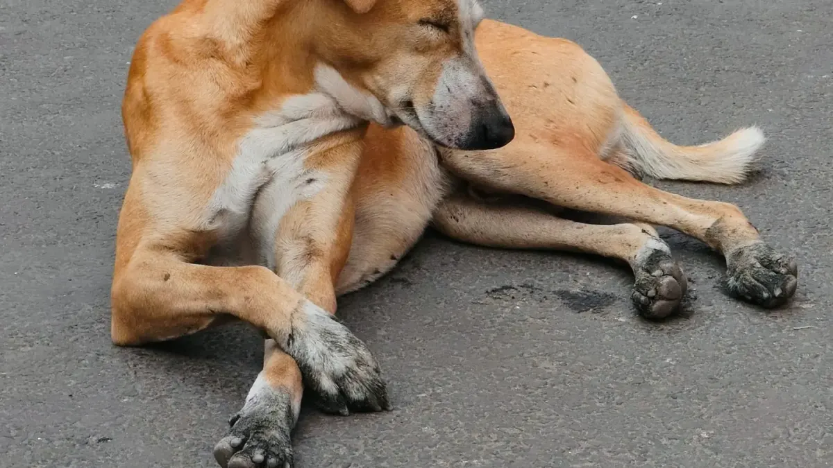 A dog lying in a hunched, front-legs-down posture on an exam room floor