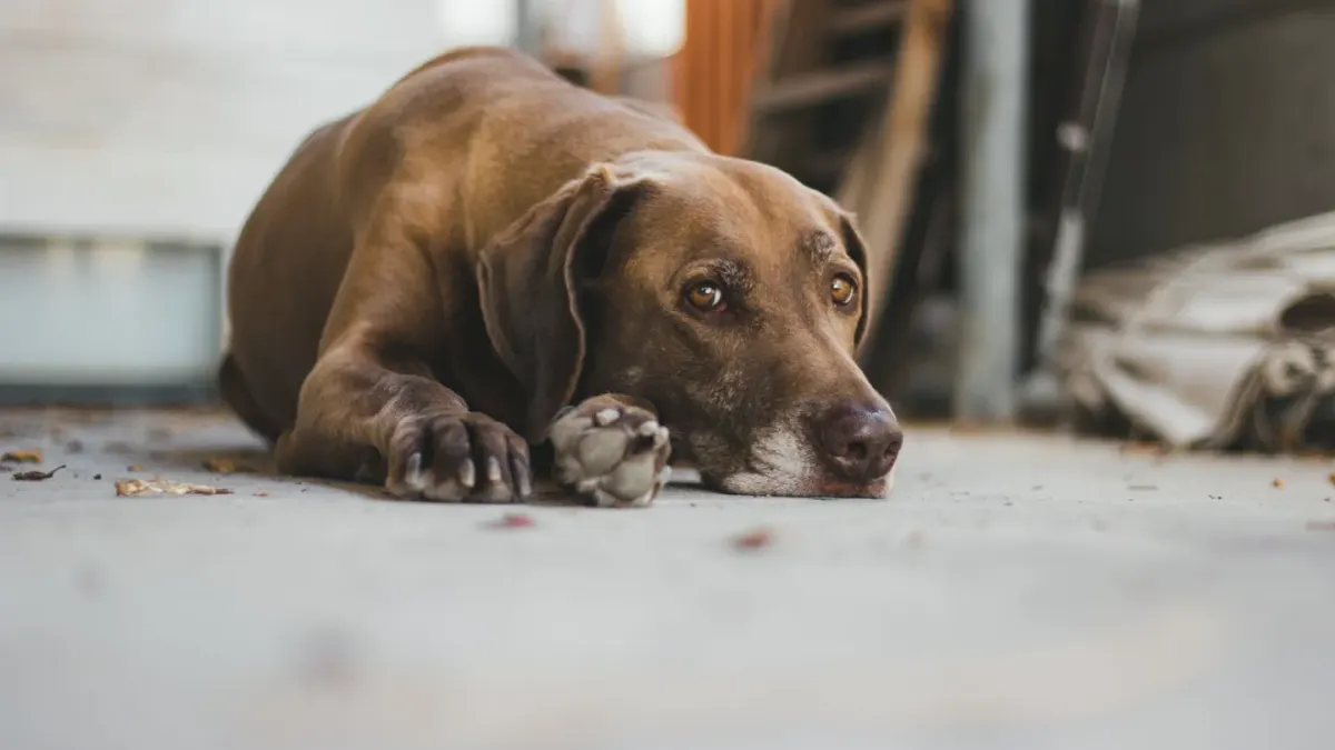A dog lying low to the floor near an empty food bowl, looking unsettled