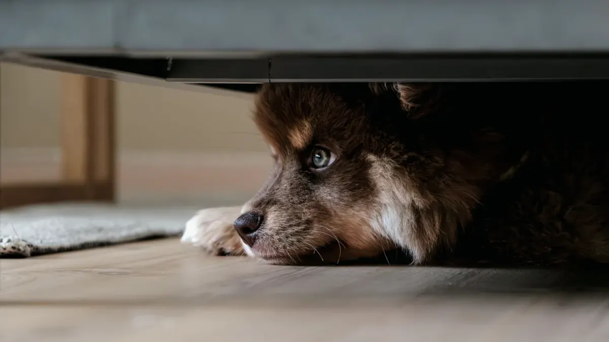 A dog lying on a kitchen floor while an owner checks on it