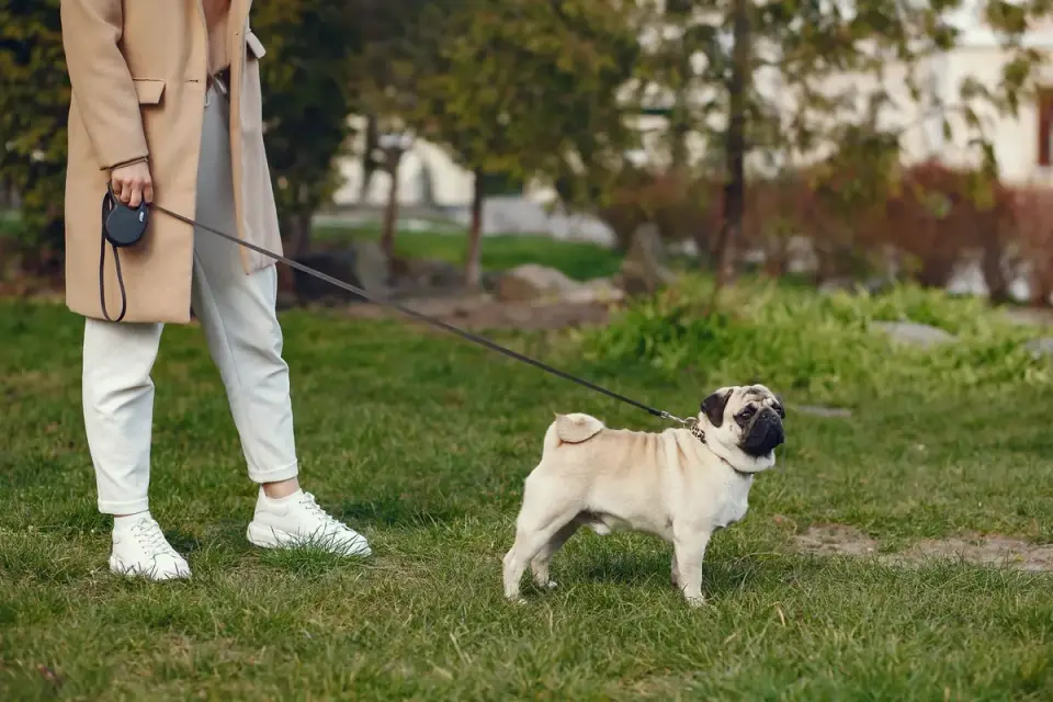 A dog owner bending down to pick up stool during a walk in a park