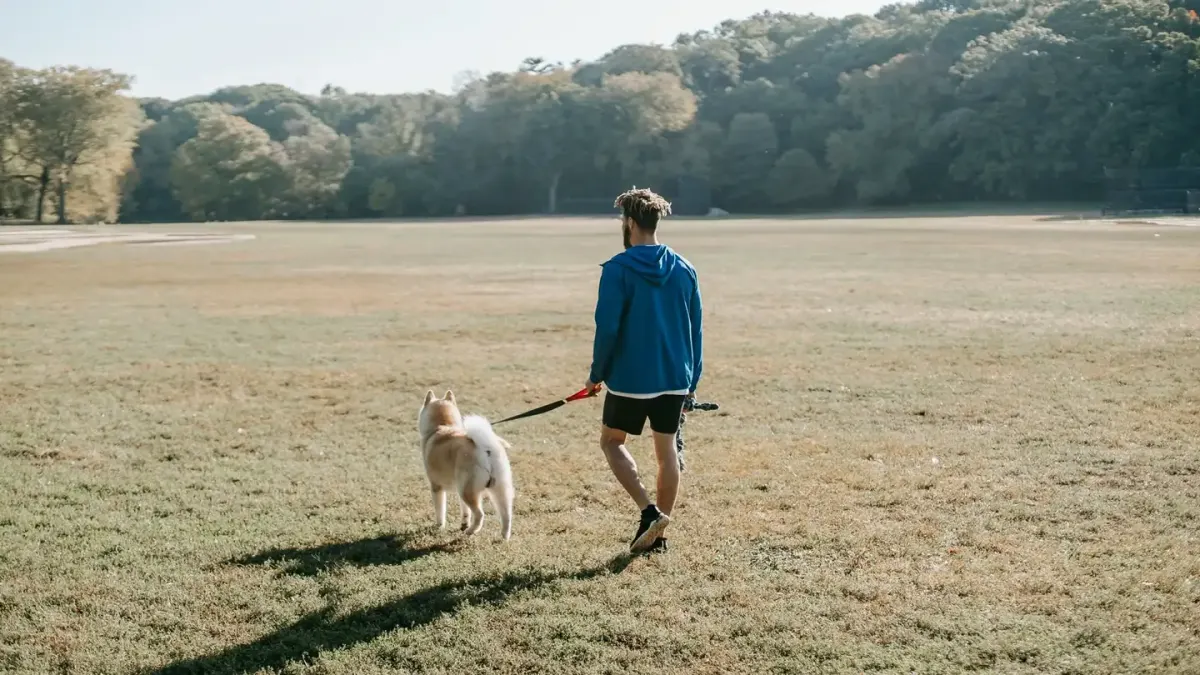 A dog owner walking a leashed dog across a grassy park in early morning light