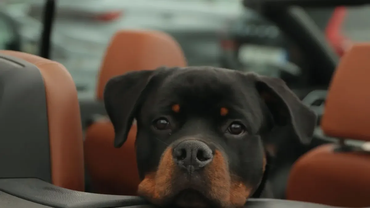 A dog sitting upright in the back seat of a moving car, looking toward the window
