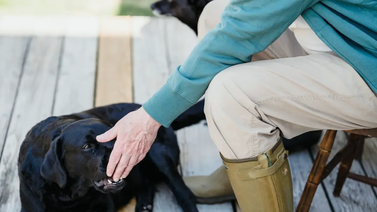 A dog taking a soft chew treat from its owner's hand in a home kitchen
