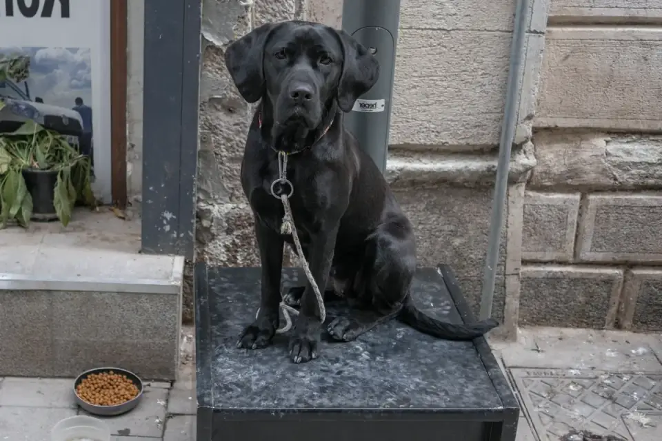 A dog turning away from a full food bowl