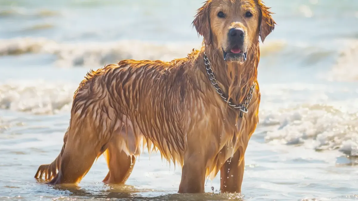 A golden retriever mid-stride on a wooden dock, weight shifting through its front legs