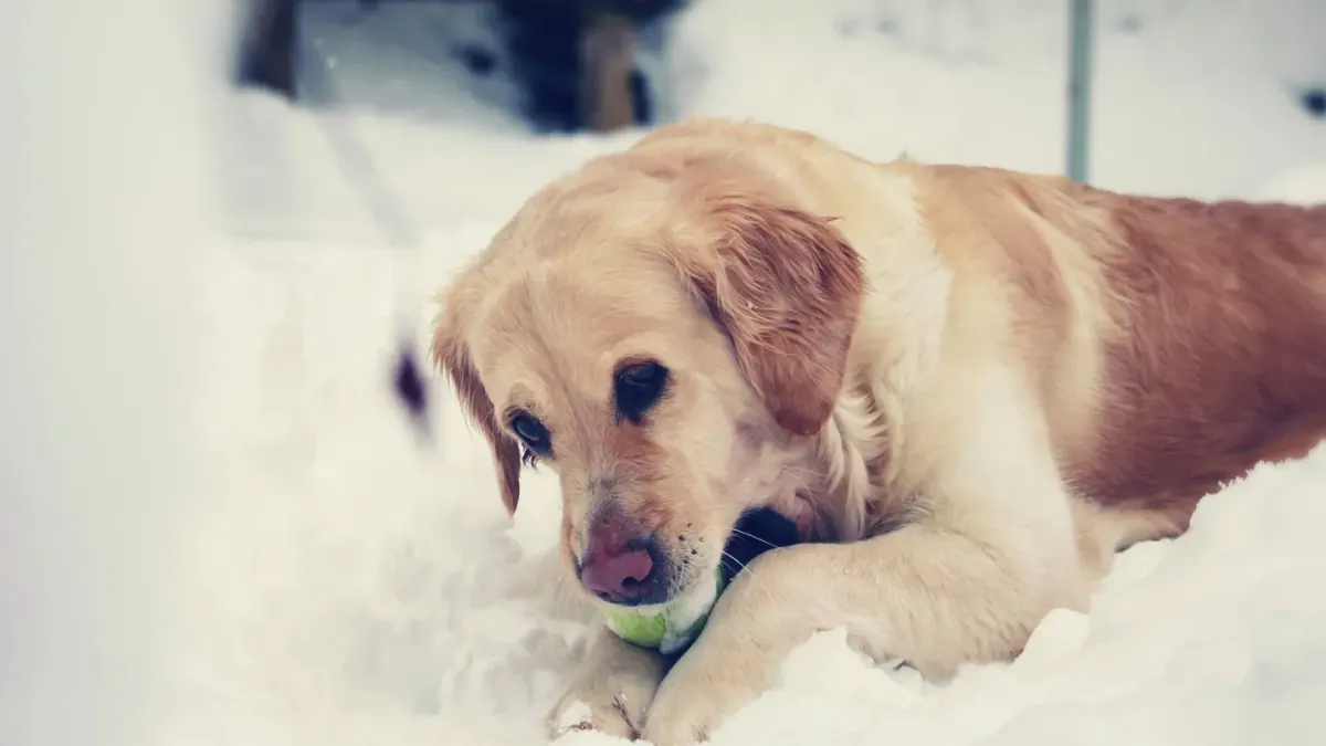 A golden retriever taking a soft chew treat from its owner's hand in a home kitchen
