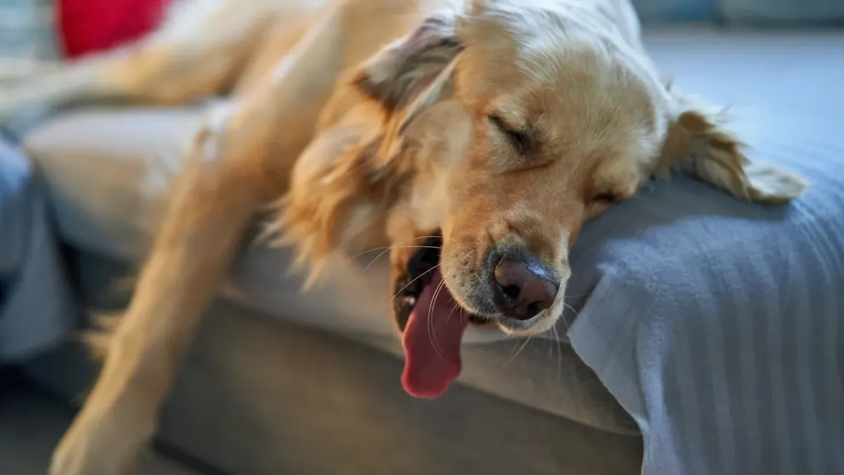 A gray-muzzled senior golden retriever lying calmly on an orthopedic bed