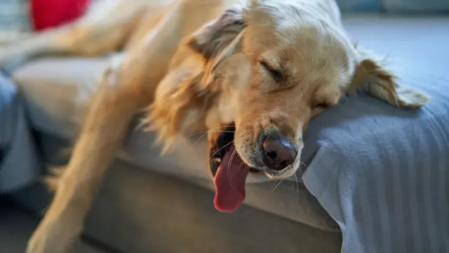 A gray-muzzled senior golden retriever lying calmly on an orthopedic bed