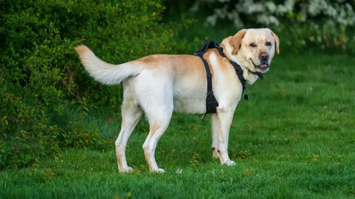 A graying senior golden retriever walking carefully across a grassy yard