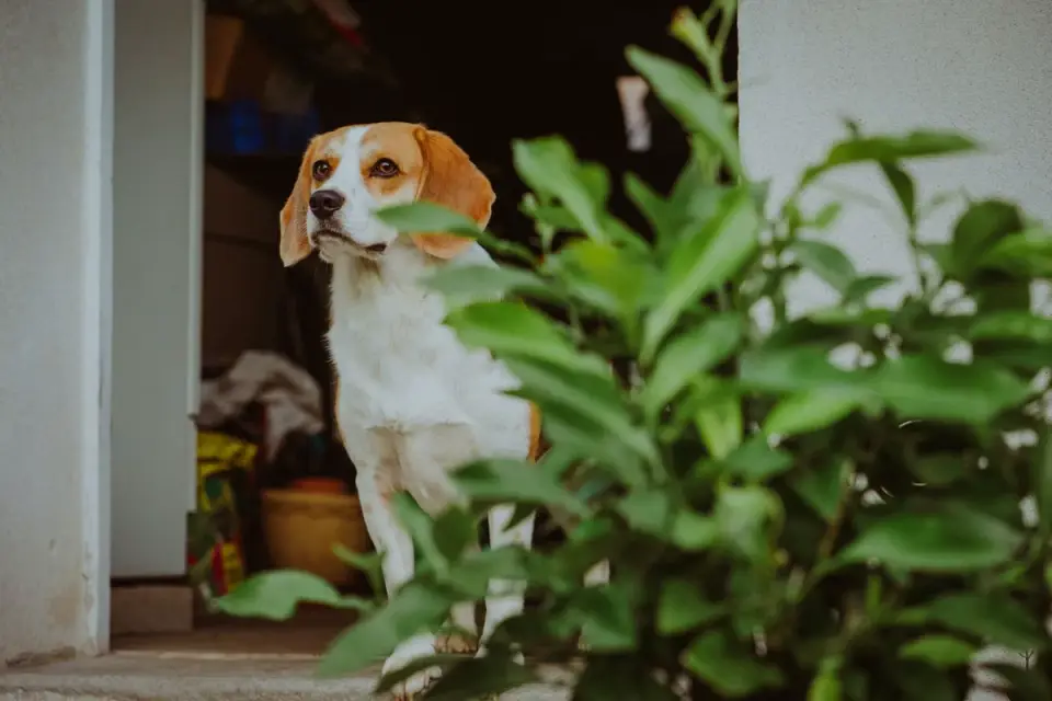A large mixed-breed dog pausing at the base of outdoor porch steps