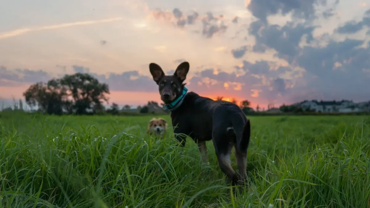 A medium-sized dog grazing on lawn grass in soft morning light