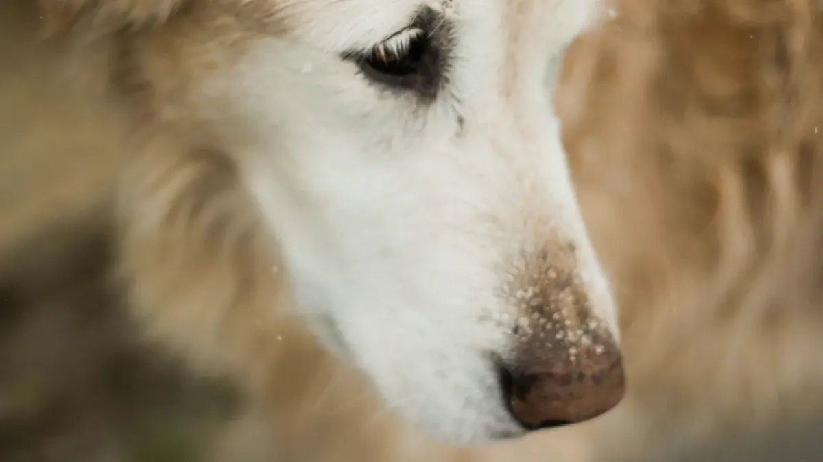 A senior golden retriever lying calmly on a wooden porch