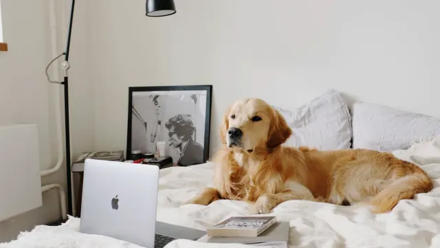 A senior golden retriever lying on an orthopedic bed in a sunlit living room