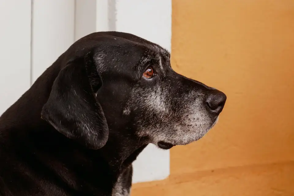 A senior yellow Labrador pausing at the bottom of wooden porch steps