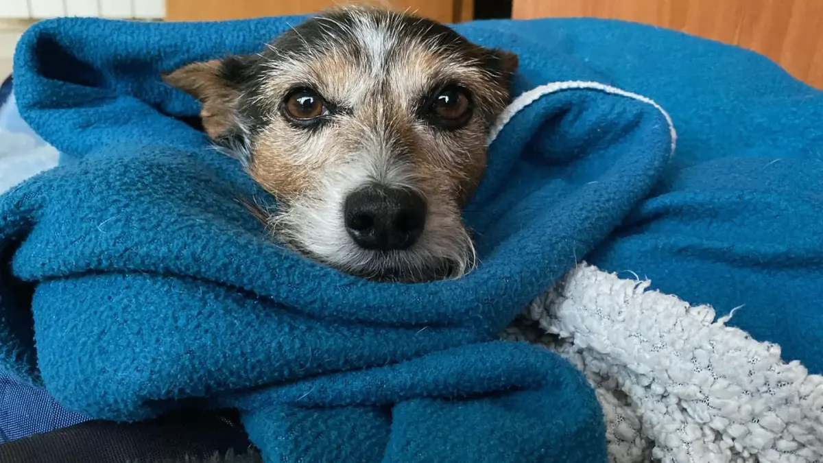 A small dog resting calmly beside a full water bowl