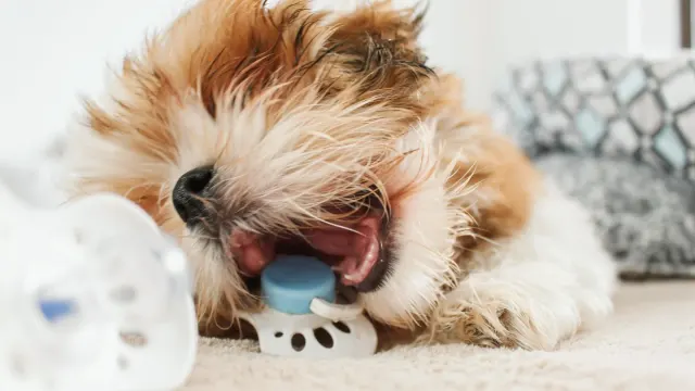 A small dog taking a soft chew treat from its owner's hand at the kitchen counter