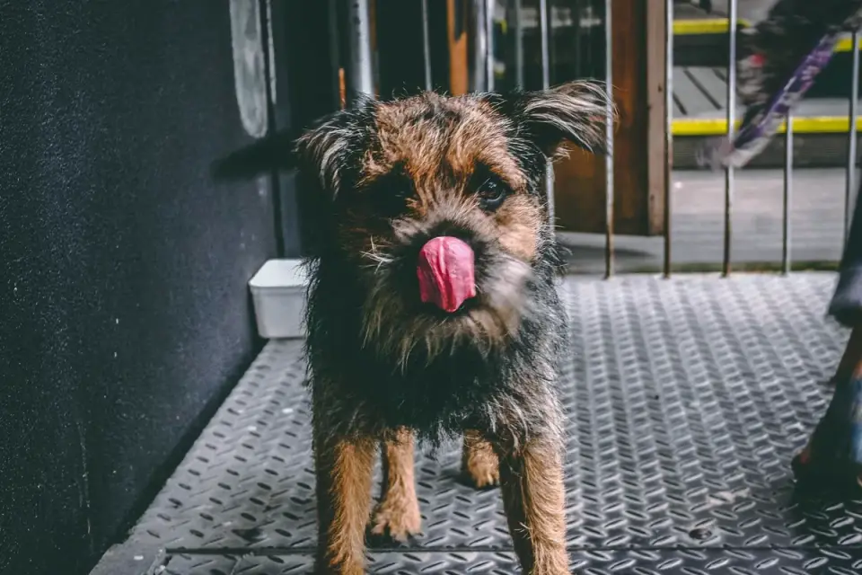 A small terrier eating from a bowl on a kitchen floor
