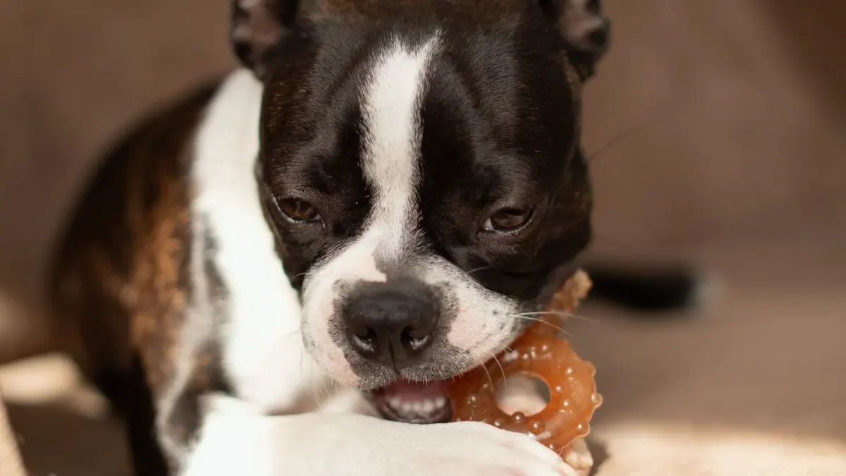 A small terrier-mix dog sitting beside a handful of soft supplement chews on a kitchen counter