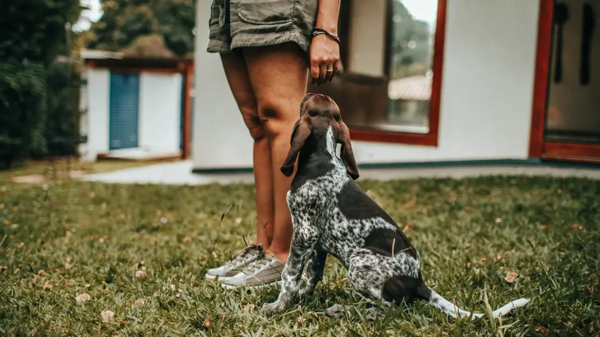 A veterinarian and dog owner crouched together looking at a patch of backyard grass