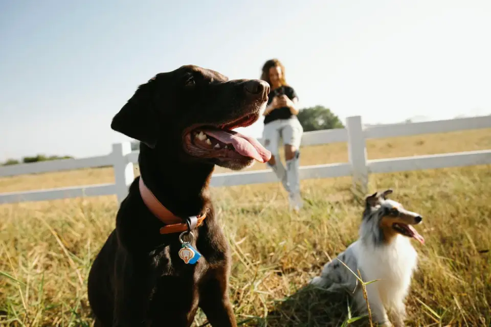 A veterinarian crouching to examine a dog outdoors while the owner looks on