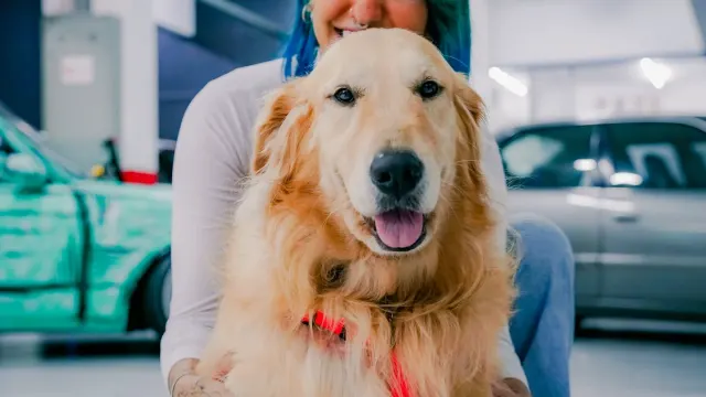 A veterinarian gently checking a golden retriever's abdomen during a wellness exam