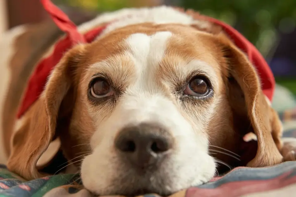 A veterinarian gently examines a senior beagle on an exam table