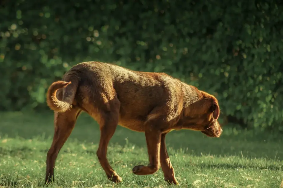 A veterinarian gently examining a dog&#x27;s hip during a mobility assessment