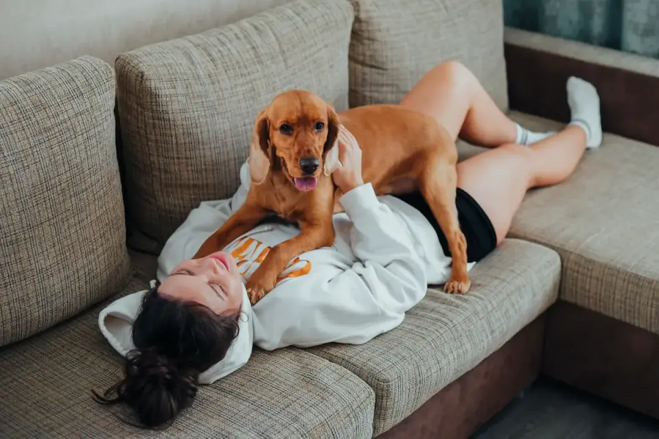 A veterinarian gently palpating a dog's abdomen during a checkup