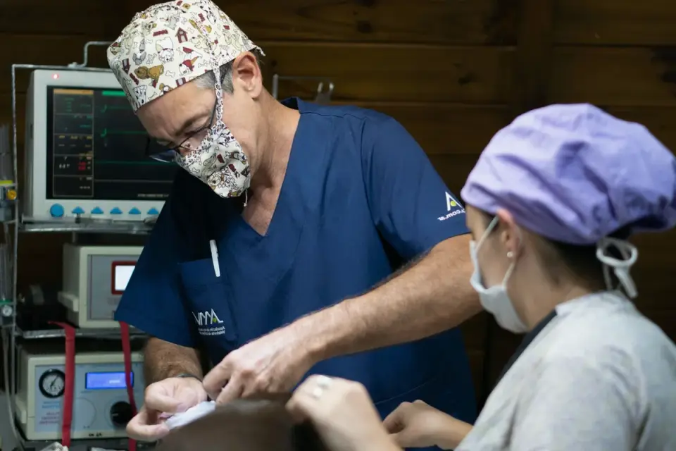 A veterinarian gently palpating a dog&#x27;s abdomen on an exam table