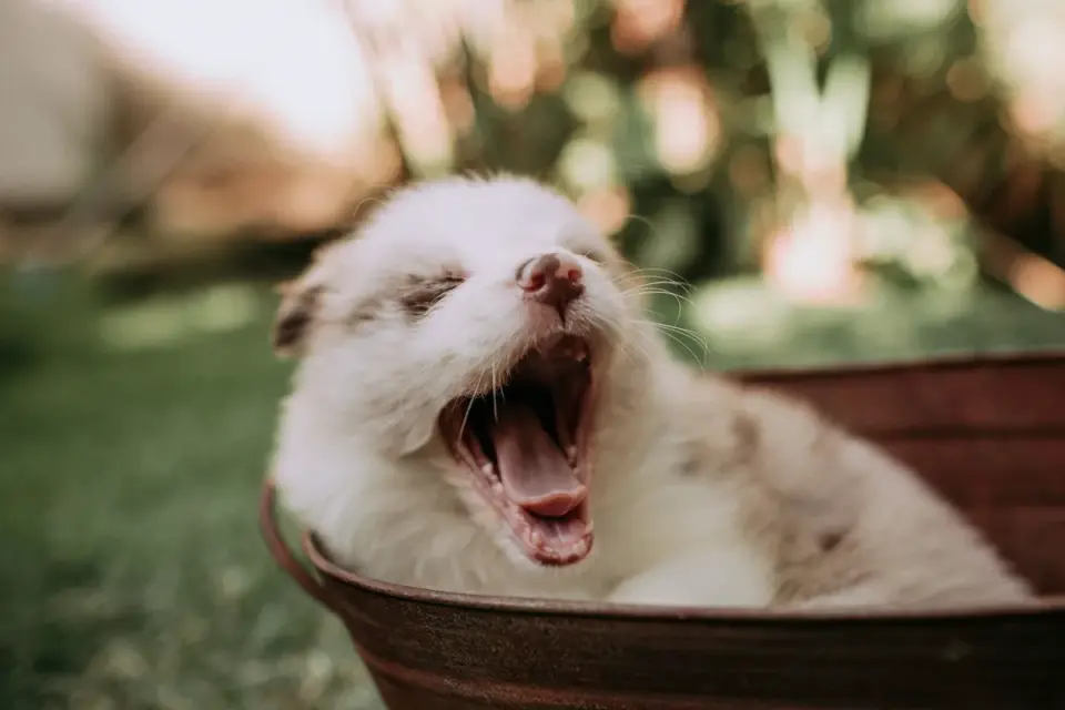 A young puppy eating from a bowl in a home kitchen