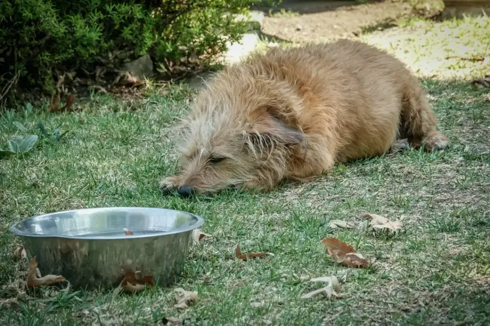 Dog calmly eating from a bowl outdoors