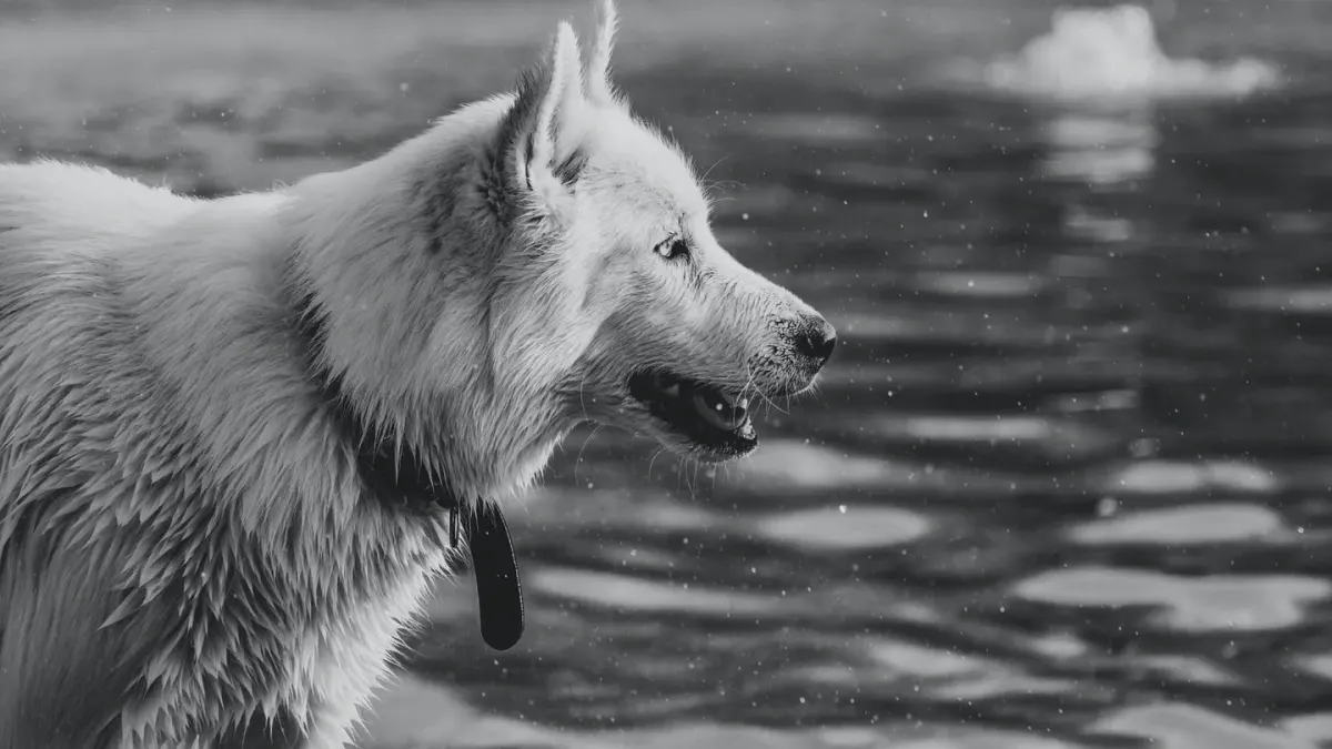 Dog drinking water