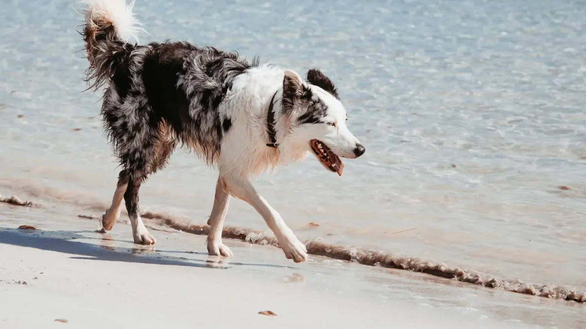 Dog drinking water