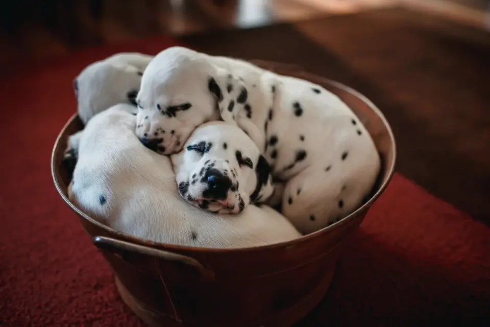 Dog drinking water
