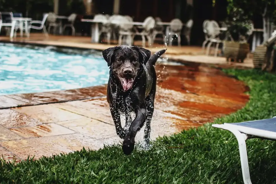 Dog drinking water