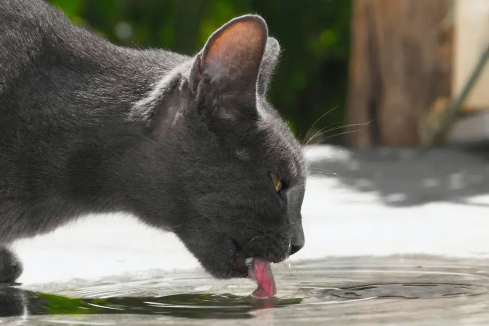 Dog drinking water