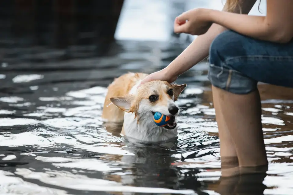 Dog drinking water