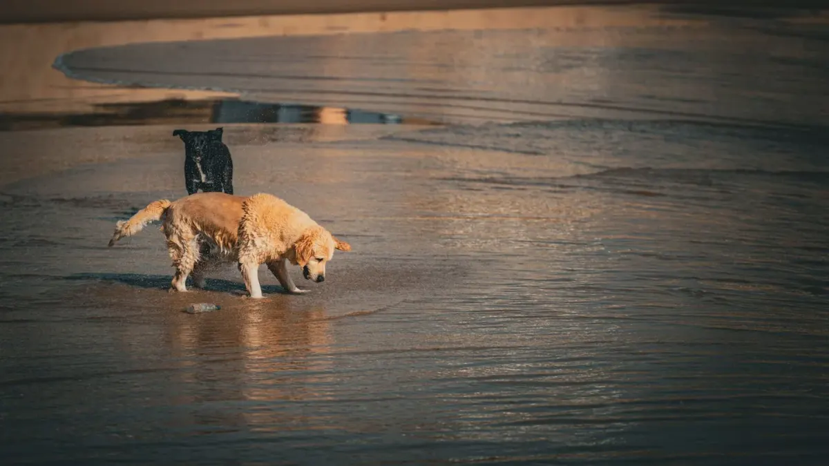 Dog drinking water