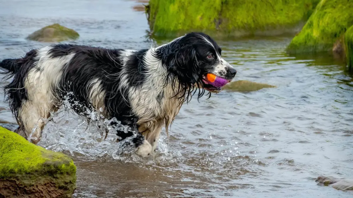 Dog drinking water