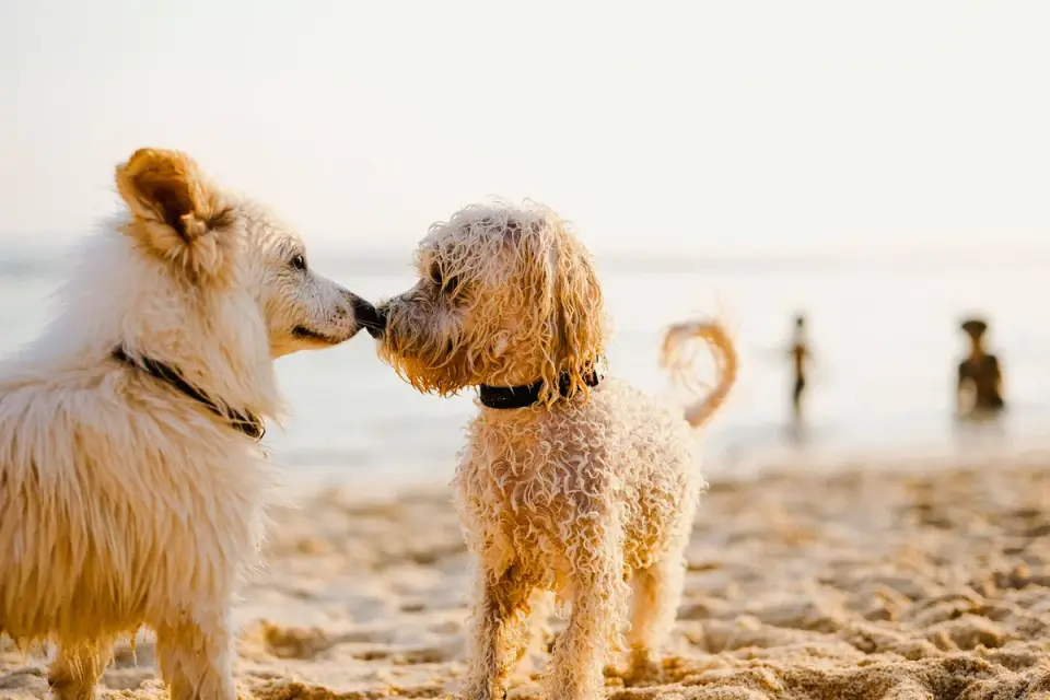 Dog drinking water