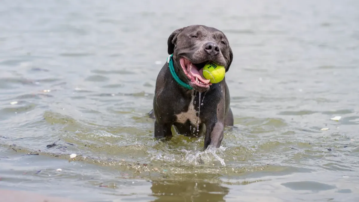 Dog drinking water