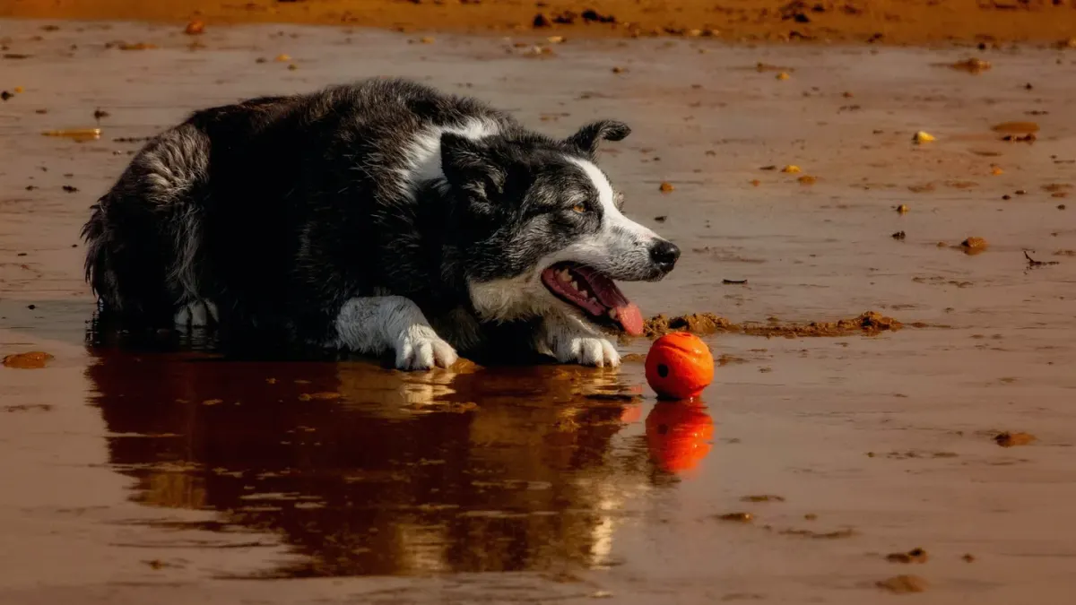Dog drinking water