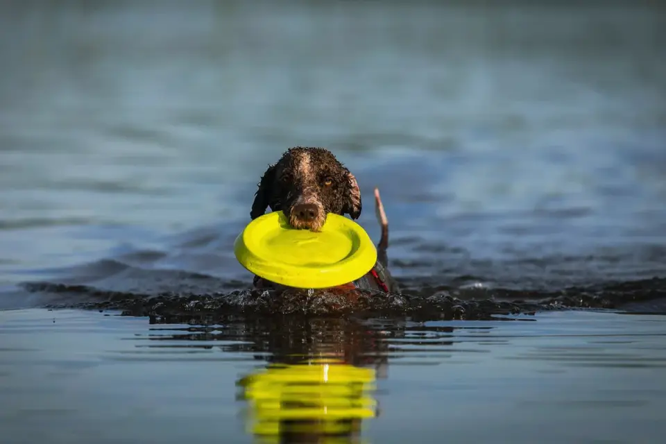 Dog drinking water