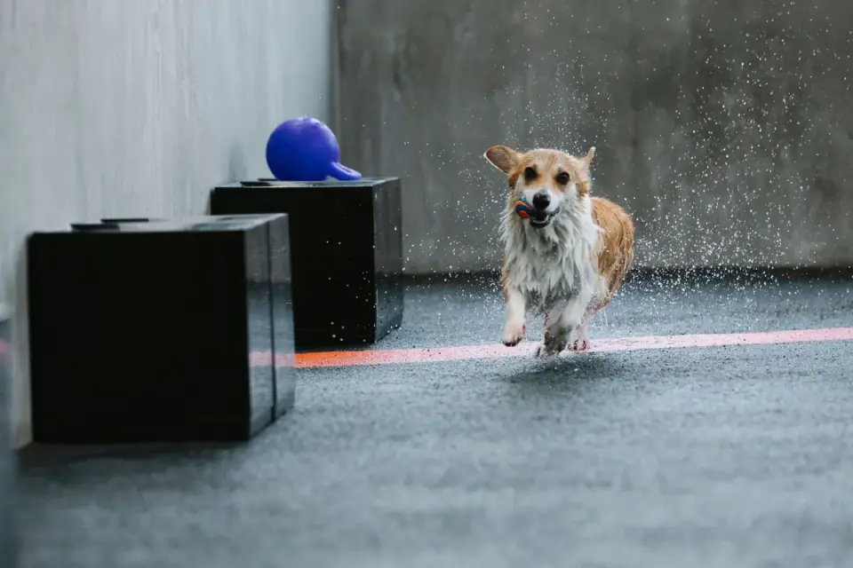 Dog drinking water