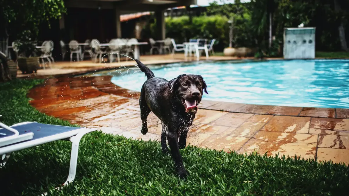 Dog drinking water