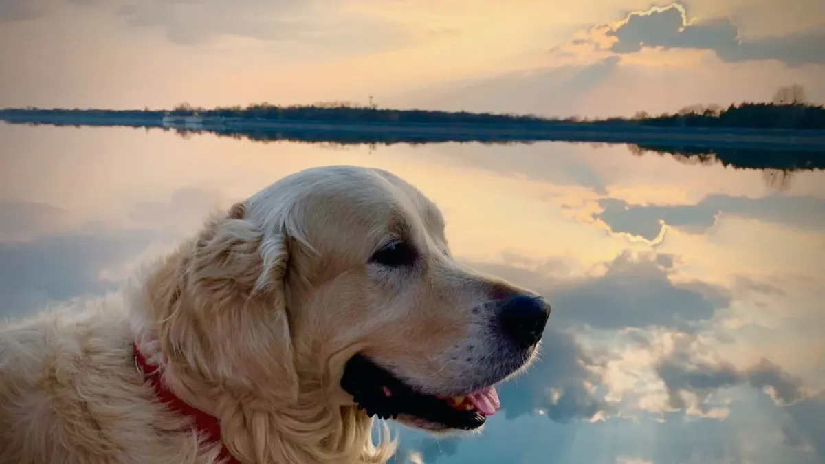 Dog drinking water